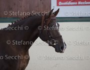Appio Claudio TosTour2013- S5 2987 : Appio Claudio, Arezzo, Arezzo Equestrian Centre, Cavalli d'Italia, Toscana Tour 2013, foto di Stefano Secchi ©